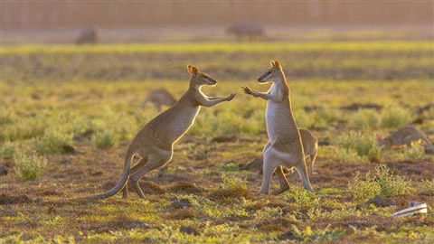 Mary River Area - Accommodation Mount Tamborine 0