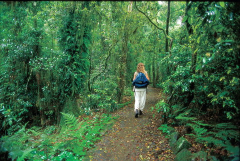 Mount Cougal, Springbrook National Park - Accommodation Mount Tamborine 0