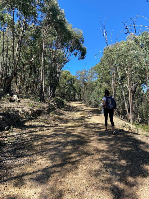 Mt Everard Circuit - Accommodation Mount Tamborine 2