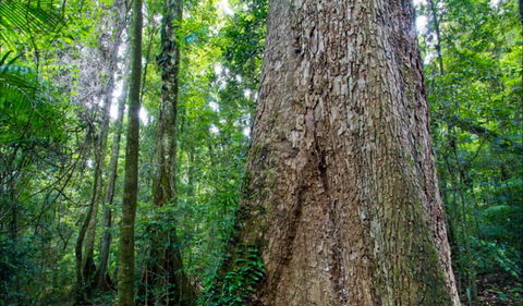 Murray Scrub Walking Track - Accommodation Mount Tamborine 0