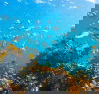 Snorkelling McKenzies Beach - Accommodation Mount Tamborine