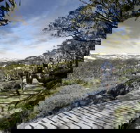 Snow Gums boardwalk - Accommodation Mount Tamborine