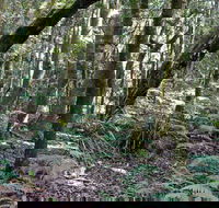 Summit Walking Track Mount Hyland Nature Reserve - Accommodation Mount Tamborine