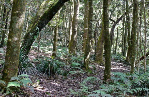 Summit Walking Track, Mount Hyland Nature Reserve - Accommodation Mount Tamborine 0
