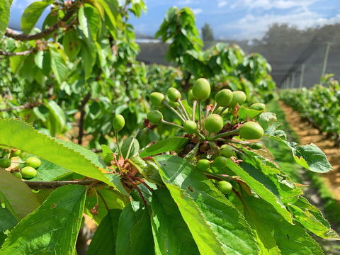 Tasmania Birchs Bay Cherries - Accommodation Mount Tamborine 2