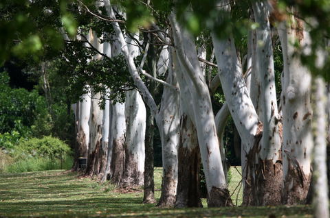 Teven Valley Golf Course - Accommodation Mount Tamborine 1