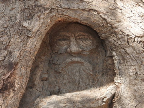 The Face Tree Near Burke And Wills Dig Tree - Accommodation Mount Tamborine 0