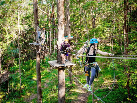 TreeTop Challenge Currumbin Wildlife Sanctuary - Accommodation Mount Tamborine 1