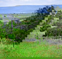Wild Dog Barrier Fence - Accommodation Mount Tamborine