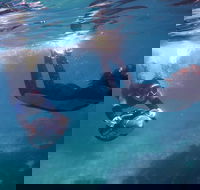 Small-Group Underwater Scooter Experience in Clovelly - Accommodation Mount Tamborine