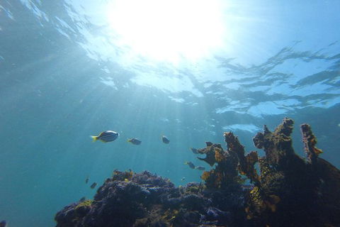 Small-Group Underwater Scooter Experience In Clovelly - Accommodation Mount Tamborine 1