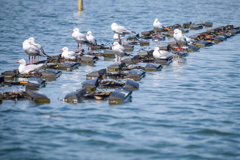 Catch A Crab Tour With Optional Seafood Lunch - Accommodation Mount Tamborine 2
