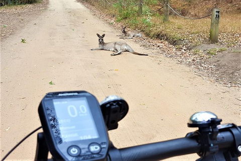 Blue Labyrinth Tour: Sydney Blue Mountains By E-Bike - Accommodation Mount Tamborine 4