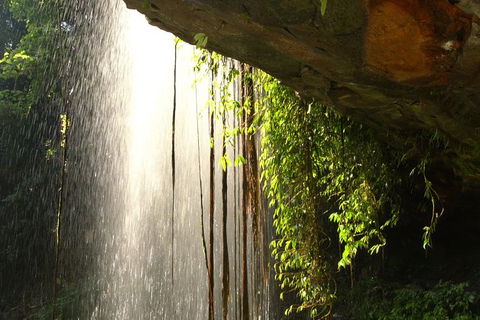 Rainforest & Waterfall Experience - Accommodation Mount Tamborine 9