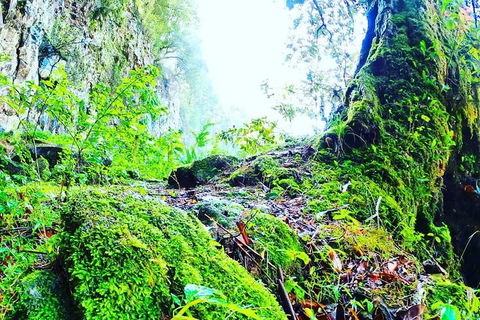 Rainforest & Waterfall Experience - Accommodation Mount Tamborine 8