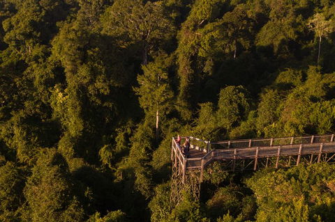 Rainforest & Waterfall Experience - Accommodation Mount Tamborine 5