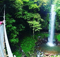 Rainforest  Waterfall Experience - Accommodation Mount Tamborine
