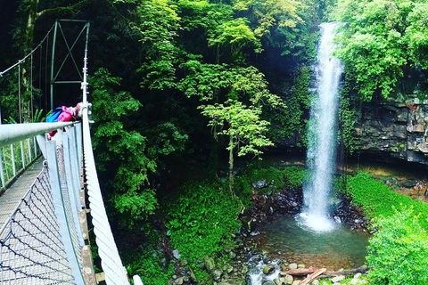 Rainforest & Waterfall Experience - Accommodation Mount Tamborine 0