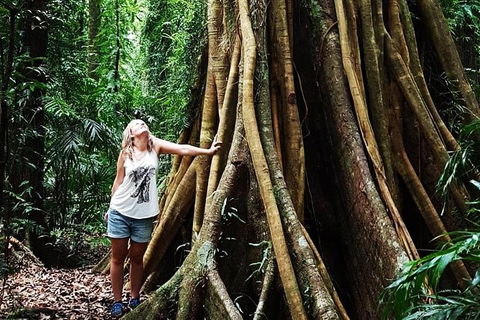 Rainforest & Waterfall Experience - Accommodation Mount Tamborine 3