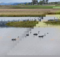 Beardy Waters Dam and Woodlands - Accommodation Mount Tamborine