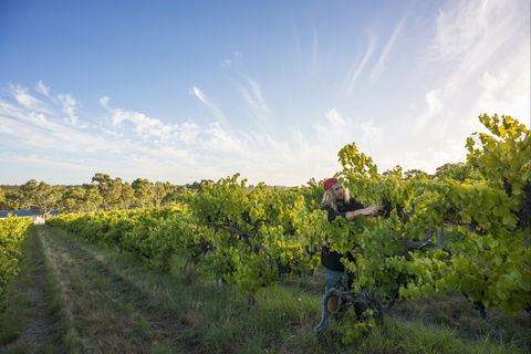 Mclaren Vale - Accommodation Mount Tamborine 0