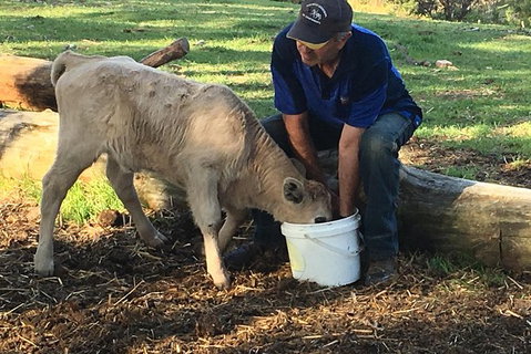 Interactive Farm Tours On A Beef, Lamb And Duck Farm - Accommodation Mount Tamborine 2