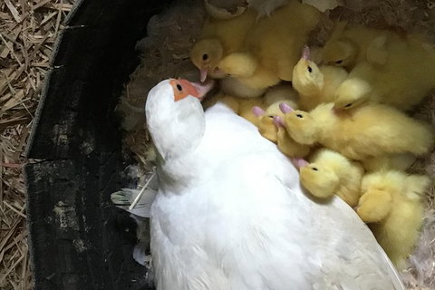 Interactive Farm Tours On A Beef, Lamb And Duck Farm - Accommodation Mount Tamborine 3