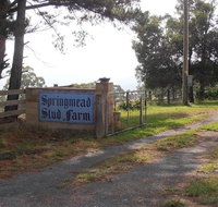 Interactive farm tours on a beef lamb and duck farm - Accommodation Mount Tamborine