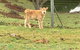 Interactive Farm Tours On A Beef, Lamb And Duck Farm - thumb 7