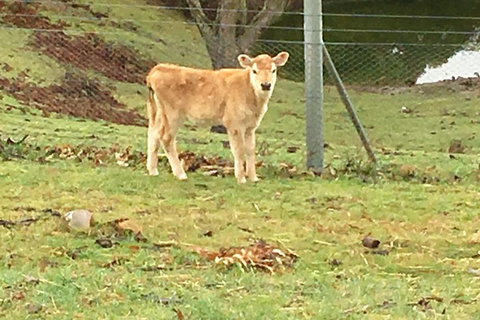 Interactive Farm Tours On A Beef, Lamb And Duck Farm - Accommodation Mount Tamborine 7