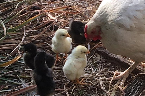 Interactive Farm Tours On A Beef, Lamb And Duck Farm - Accommodation Mount Tamborine 6