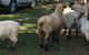 Interactive Farm Tours On A Beef, Lamb And Duck Farm - thumb 4