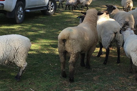 Interactive Farm Tours On A Beef, Lamb And Duck Farm - Accommodation Mount Tamborine 4