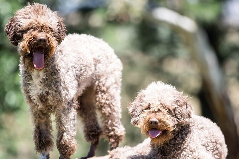 Truffle Hunt And Luncheon - Accommodation Mount Tamborine 3