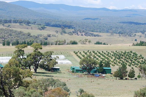 Truffle Hunt And Luncheon - Accommodation Mount Tamborine 0