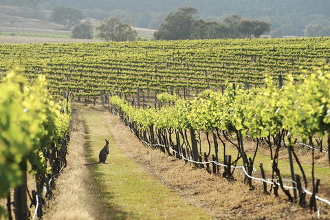 Mudgee 2 Day Private Wine Tasting And Sightseeing Tour From Sydney - Accommodation Mount Tamborine 4