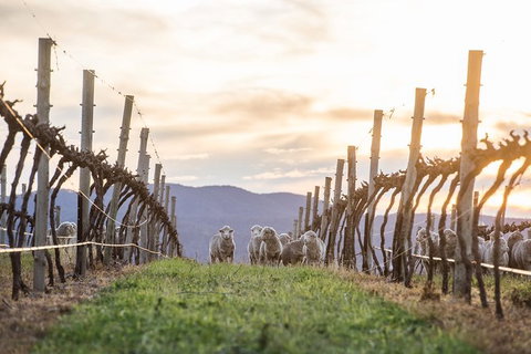 Mudgee 2 Day Private Wine Tasting And Sightseeing Tour From Sydney - Accommodation Mount Tamborine 5