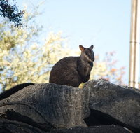 The Explorers' Discovery Small Group Tour - Gold Wine  Wildlife - Accommodation Mount Tamborine