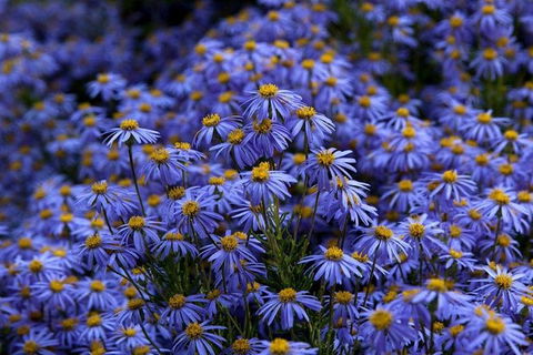 Blue Mountains Botanic Garden And Bilpin Tour From Katoomba With Cider Tasting - Accommodation Mount Tamborine 3