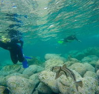 Manly and Shelly Beach Snorkeling Tour - Accommodation Mount Tamborine