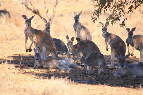 12-Day Outback 4WD Tour Of New South Wales Far West - Accommodation Mount Tamborine 8