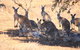 8-Day NSW Outback Tour Broken Hill Bourke Mungo Warrumbungles From Sydney - thumb 11