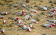 8-Day NSW Outback Tour Broken Hill Bourke Mungo Warrumbungles From Sydney - thumb 9