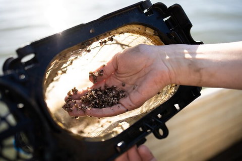 Oyster Farm Tour- Hawkesbury River (1hr North Of Sydney). - Accommodation Mount Tamborine 5