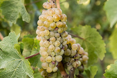 Bathurst Wine Trail Full-Day Private Tour With Tastings - Accommodation Mount Tamborine 8