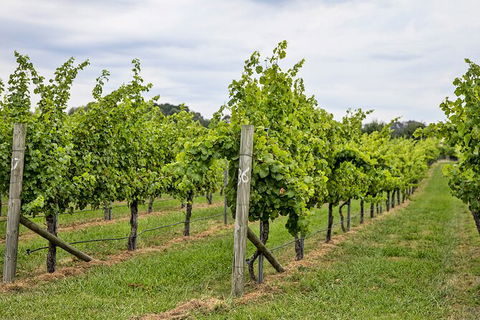 Bathurst Wine Trail Full-Day Private Tour With Tastings - Accommodation Mount Tamborine 10