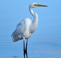 Small-Group Half-Day Birdwatching Tour in Sydney - Accommodation Mount Tamborine