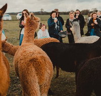 Alpaca Meet and Greet Experience in Tomingley - Accommodation Mount Tamborine