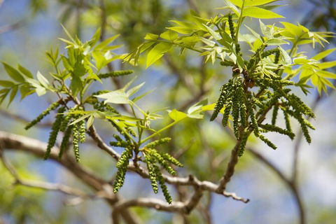 Pecan Farm Tour And Workshop, Byron Bay Hinterland - Accommodation Mount Tamborine 2