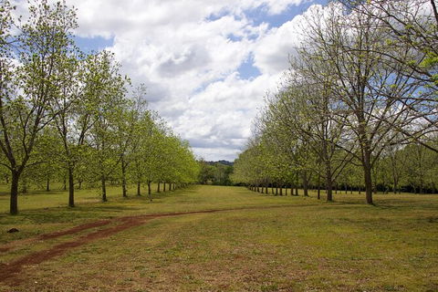 Pecan Farm Tour And Workshop, Byron Bay Hinterland - Accommodation Mount Tamborine 6